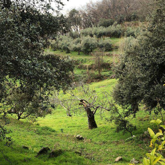 organic farm madrid